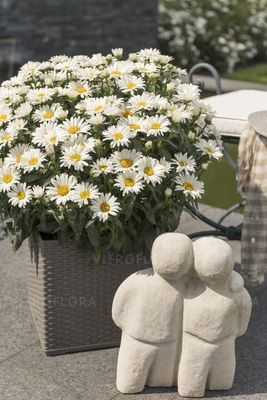 Złocień 'Sweet Daisy™ Christine' Leucanthemum superbum