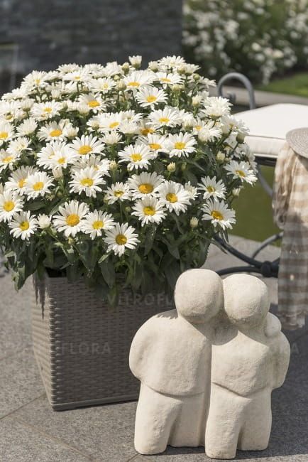 Złocień 'Sweet Daisy™ Christine' Leucanthemum superbum