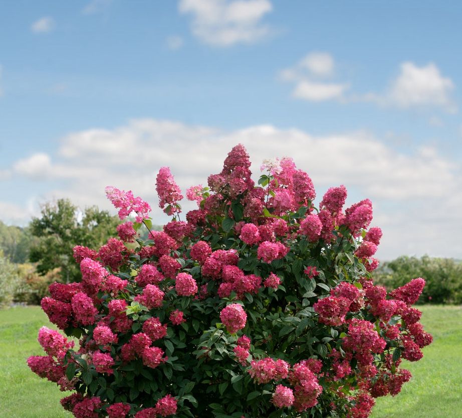 Hortensja bukietowa 'Fire Light' Hydrangea paniculata
