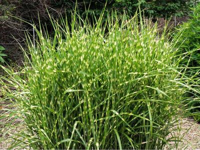 Miskant chiński 'Zebrinus' Miscanthus sinensis