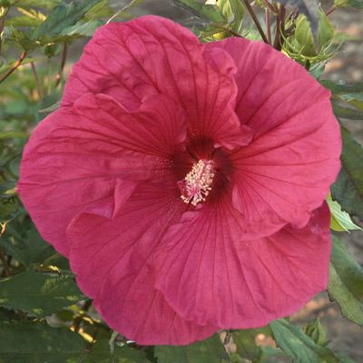 Hibiscus bagienny 'Summerfic® Sultry Kiss' Hibiscus moscheutos