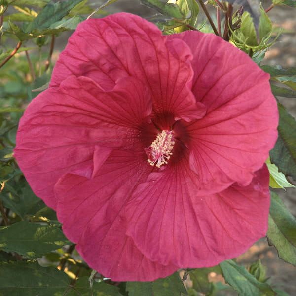 Hibiscus bagienny 'Summerfic® Sultry Kiss' Hibiscus moscheutos