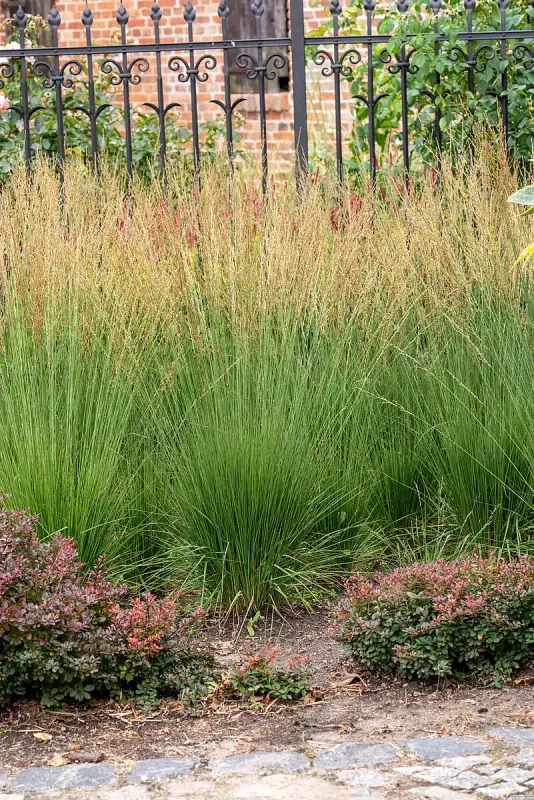 Trzęślica 'Heidezwerg' Molinia caerulea