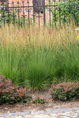 Trzęślica 'Heidezwerg' Molinia caerulea