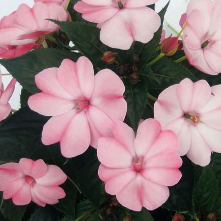 Niecierpek słoneczny 'Sunpatiens® Blush Pink' Impatiens