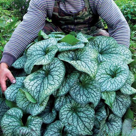 Brunnera 'Alexander's Great' Brunnera macrophylla