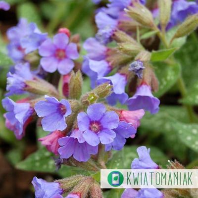 Miodunka 'Trevi Fountain' Pulmonaria hybrida