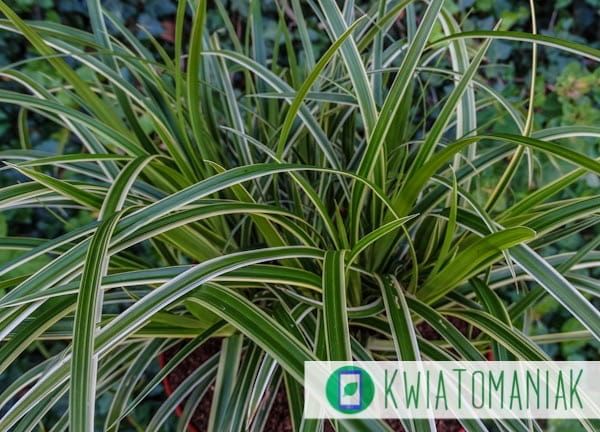 Turzyca 'Ice Dance' Carex morrowii