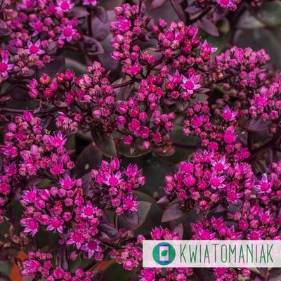 Rozchodnik 'SunSparkler® Firecracker' Sedum hybrida