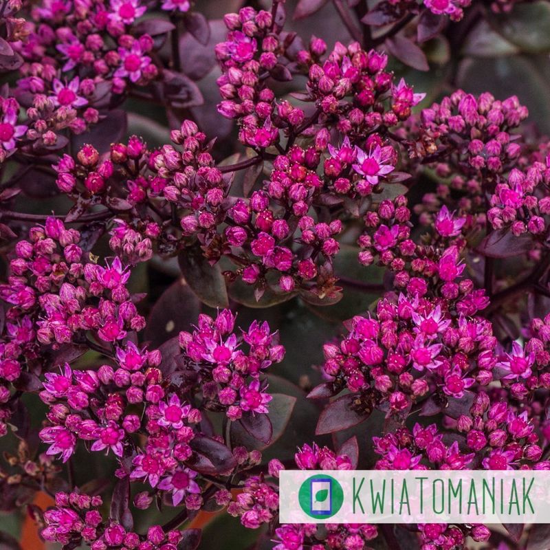 Rozchodnik 'SunSparkler® Firecracker' Sedum hybrida