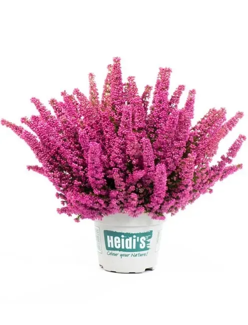 Wrzosiec wielkokwiatowy Heidi's® różowy Erica gracillis