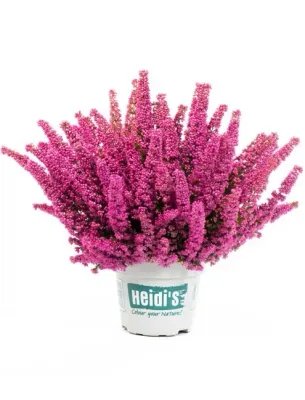 Wrzosiec wielkokwiatowy Heidi's® różowy Erica gracillis
