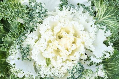 Kapusta ozdobna biała karbowana Brassica oleracea