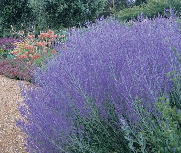 Perovskia łobodolistna 'Lacey Blue' Perovskia