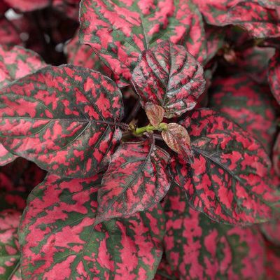Smocze liście Niedośpian 'Hippo Red' Hypoestes