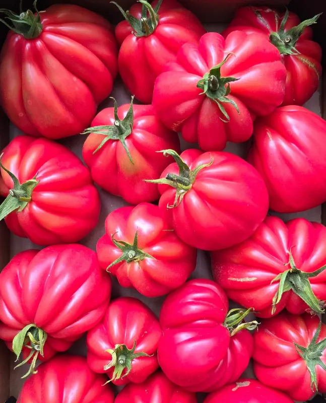 Pomidor malinowy Beef super odmiana