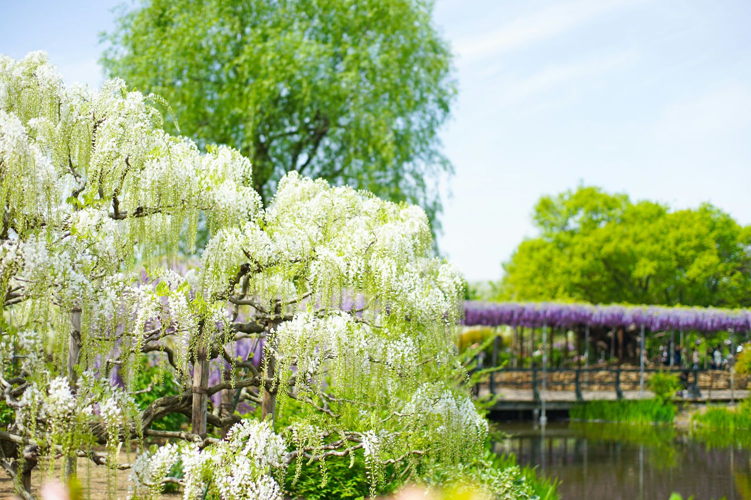 Glicynia Wisteria chińska 'Alba' Wisteria sinensis
