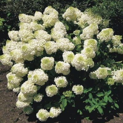 Hortensja bukietowa 'Silver Dollar' Hydrangea paniculata