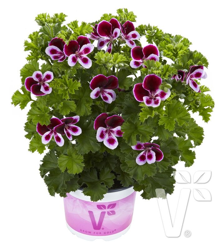 Pelargonia pachnąca grandeur odorata Anginka Pelargonium