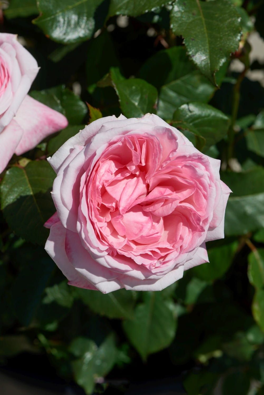 Róża stojąca 'Renaissance® Marlis™ Poulren030(N)' Rosa hybrida