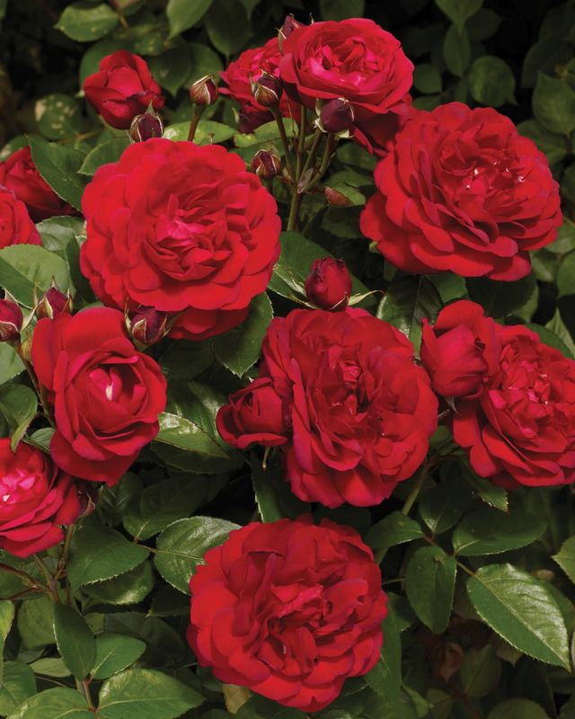 Róża stojąca 'Renaissance® Capricia™ Poulren024(N)' Rosa hybrida