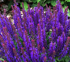 Szałwia omszona 'Blue bouquetta' Salvia nemorosa
