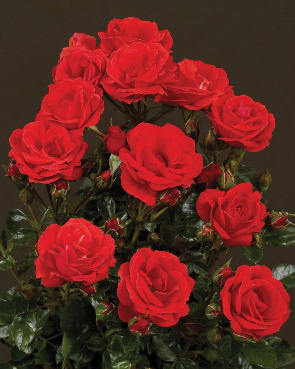 Róża pnąca 'Courtyard® Balbo™ Poulcy022(N)' Rosa hybrida