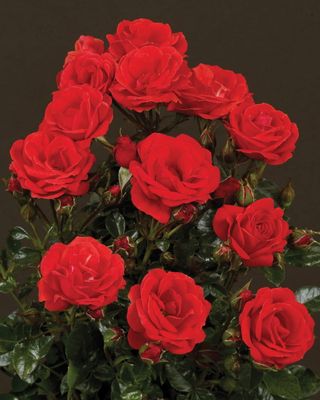 Róża pnąca 'Courtyard® Balbo™ Poulcy022(N)' Rosa hybrida