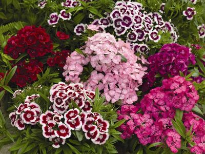 Goździk brodaty mix kolorów Dianthus barbatus Goździk brodaty mix kolorów Dianthus barbatus