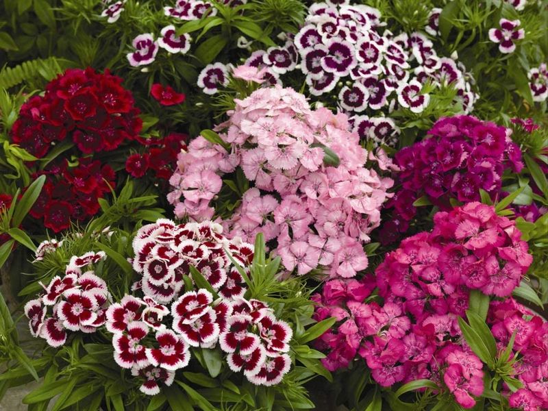 Goździk brodaty mix kolorów Dianthus barbatus