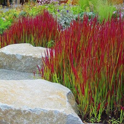 Imperata cylindryczna 'Red Baron' Imperata cylindrica