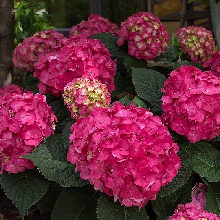 Hortensja ogrodowa 'Endless Summer® Love' Hydrangea macrophylla