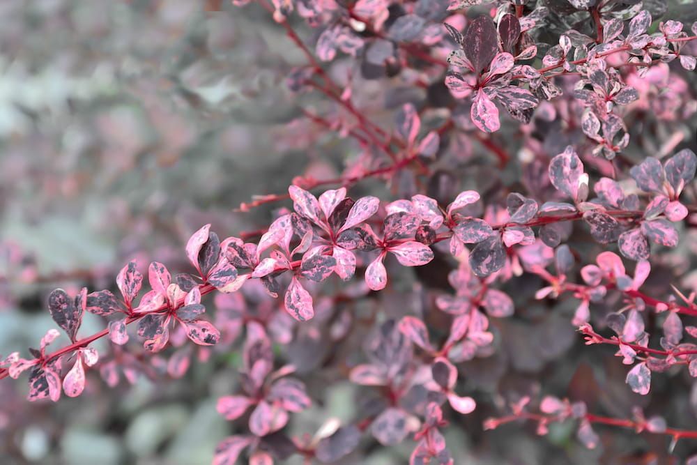 Berberys thunberga 'Flamingo' Berberis thunbergii