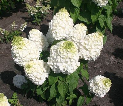 Hortensja bukietowa 'Magical® Mont Blanc' Hydrangea paniculata