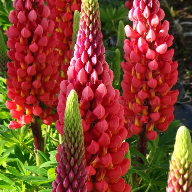 Łubin 'West Country™ Towering Inferno' Lupinus hybrida