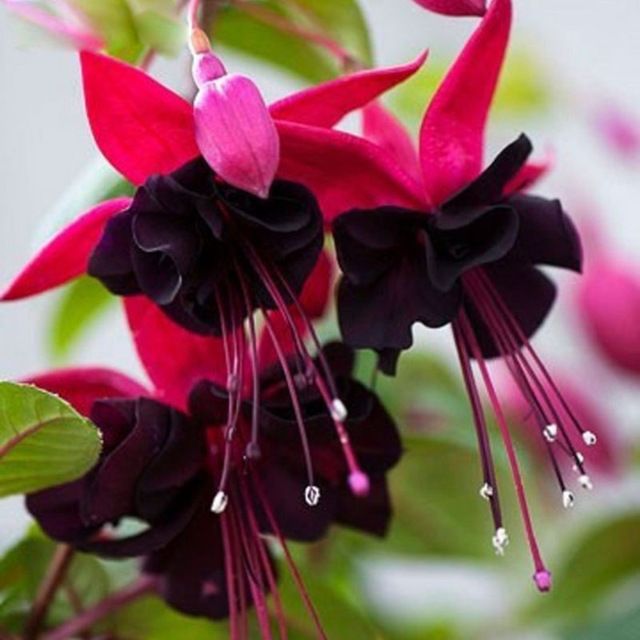 Fuksja zwisająca czarna Fuchsia hybrida