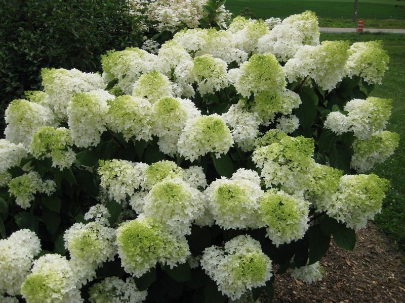 Hortensja bukietowa 'Phantom' Hydrangea paniculata