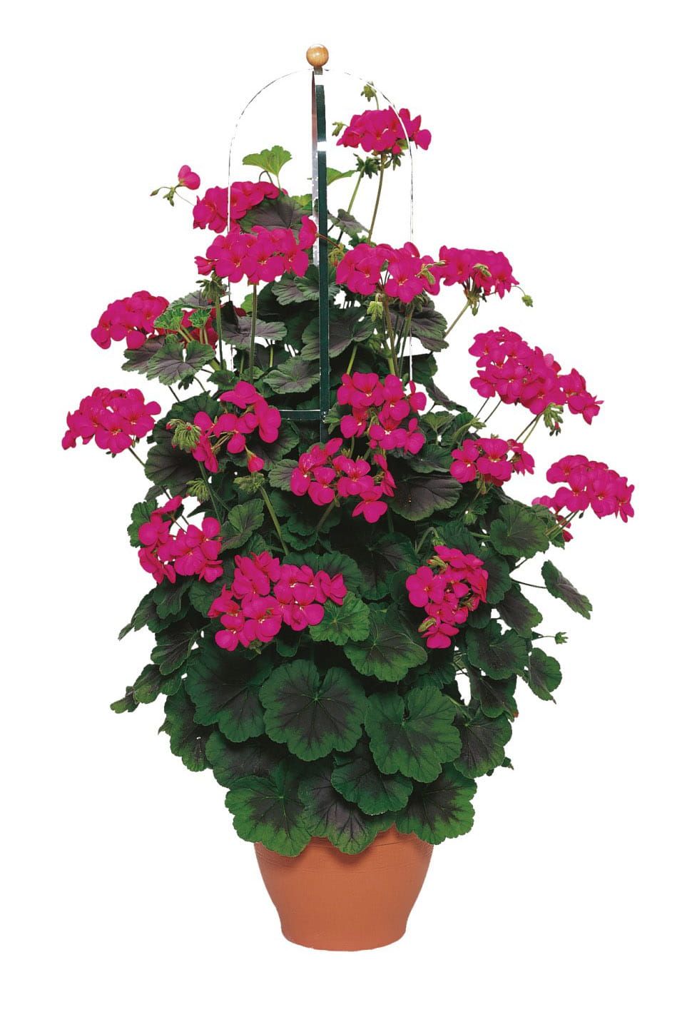 Pelargonia olbrzymia pnąca 'Violet' Pelargonium zonale