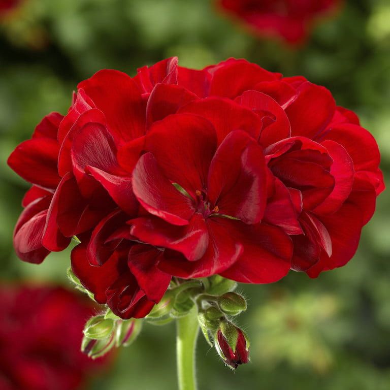 Pelargonia hybrydowa 'Calliope Dark Red' Pelargonium interspecific