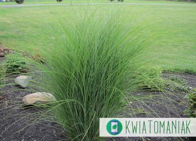 Miskant chiński 'Gracillimus' Miscanthus sinensis