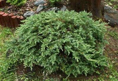 Jałowiec nadbrzeżny 'Schlager' Juniperus conferta