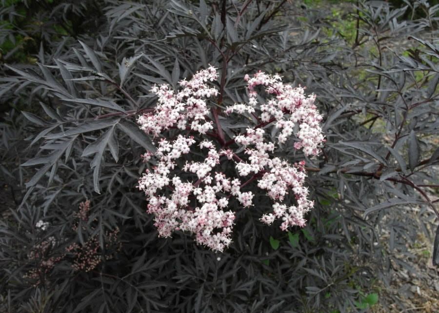 Bez czarny 'Black Lace' Sambucus nigra