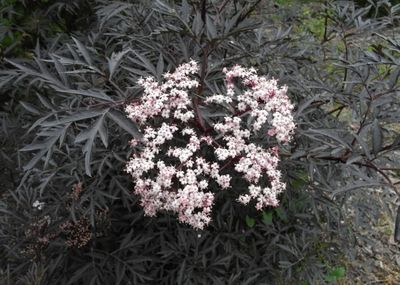 Bez czarny 'Black Lace' Sambucus nigra
