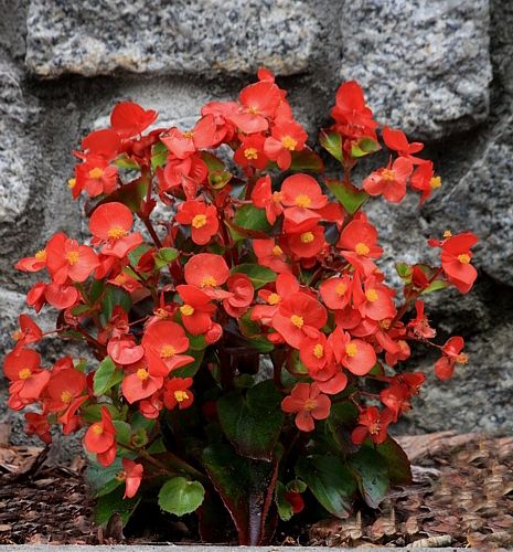 Begonia stale kwitnąca czerwona