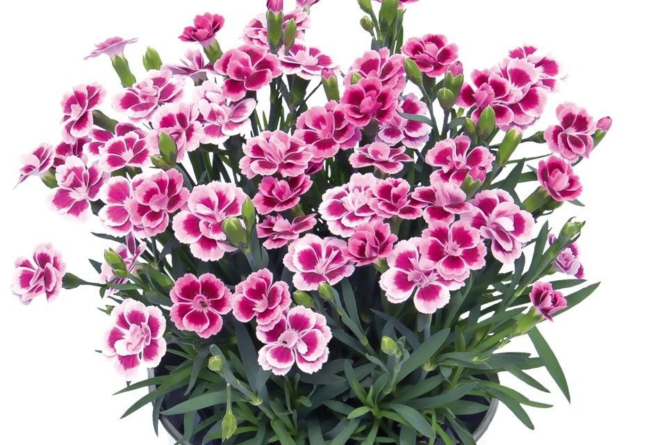 Goździk 'Pink Kisses' Dianthus hybrida