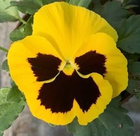 Bratek żółty z oczkiem