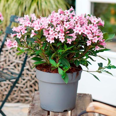 Krzewuszka cudowna 'Pink Poppet' Weigela florida