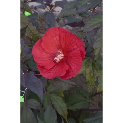 Hibiscus bagienny 'Summerfic® Midnight Marvel' Hibiscus moscheutos
