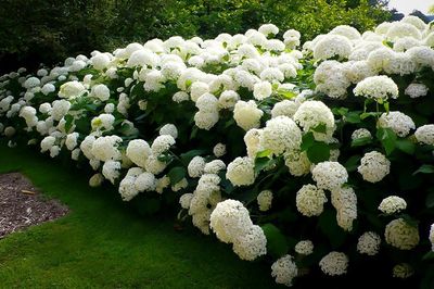 Hortensja drzewiasta 'Annabelle' Hydrangea arborescens