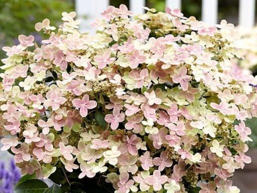 Hortensja bukietowa 'Polestar' Hydrangea paniculata